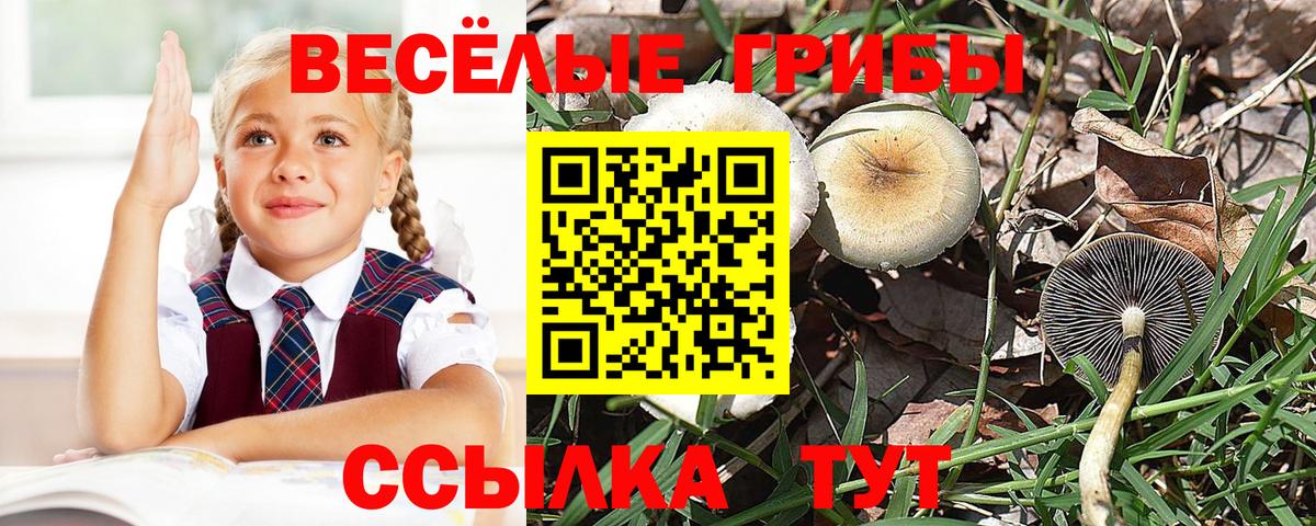 Псилоцибиновые грибы мицелий  Вход с VPN  Павлово 